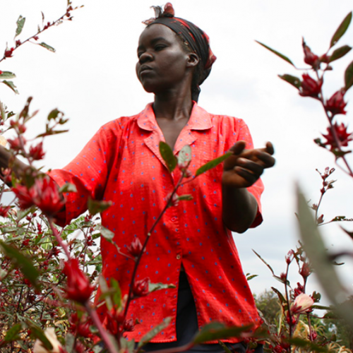 MERU HERBS